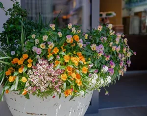 Blumen in einem großen Blumentopf